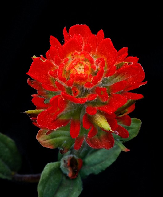 Castilleja litoralis - Maritime Paintbrush 4048_1.jpg